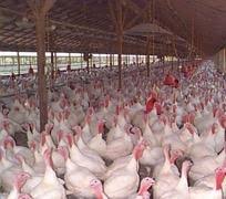 Helping build digital products much faster, design systems have gained high popularity recently. Poultry Broilers Layers And Turkeys Nc State Extension Publications