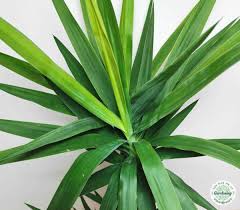 Filmy 4k i hd dostępne natychmiast na dowolne nle. Yucca Plant Care How To Grow And Care For Yuca Tree Indoors Yhmag