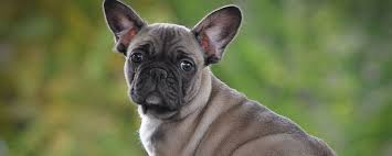 Available French Bulldog Puppies For Sale