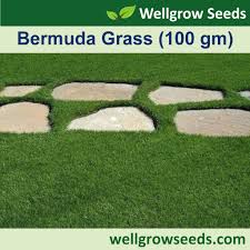 bermuda gr carpet seed