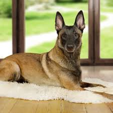 They live up to 12 years and have a very high amount of energy. Is My Dog A Purebred Belgian Malinois Thriftyfun