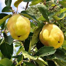 نتيجة بحث الصور عن ‪fruit tree‬‏