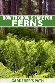 How To Grow And Care For Ferns