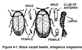 carpet beetle treatment pest cemetery