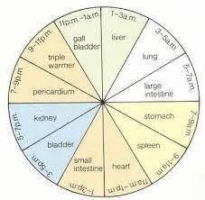 Chinese Wheel Of Life Body Organs Body Clock Heart Health