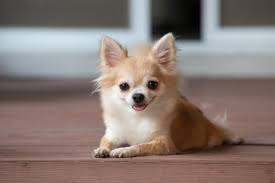 chihuahua dog breed info facts