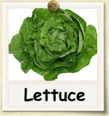 Image result for sowing lettuce