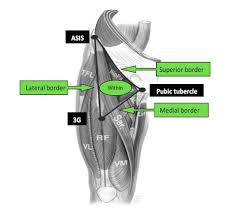 The groin muscles, called the adductor muscle group, consists of six muscles that span the distance from the inner pelvis to the inner part of the femur. Hip Athletic Groin Pain Part 1 Rayner Smale