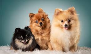 pomeranian dog breeds