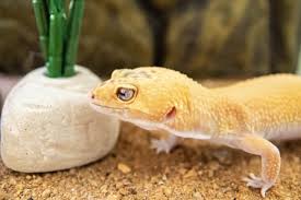how to care for a pet leopard gecko