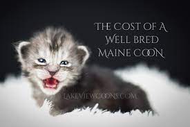 the cost of a well bred maine