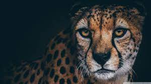 beautiful cheetah ultra hd