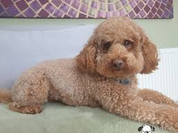 toy poodle for stud for small dogs