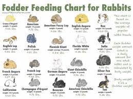 Fodder Feeding Chart For Rabbits Printable