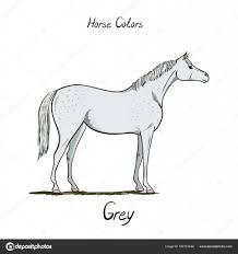 Horse Color Chart Equine Coat Colors With Text Equestrian
