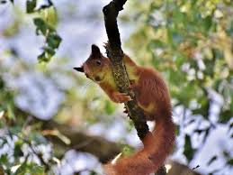 A wide range of animals are known to eat wild mushrooms (e.g. Do Squirrels Eat Mushrooms Do They Like Them Critter Clean Out