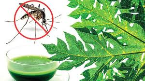 Top 13 Diet Tips For Dengue Patients Protection Control