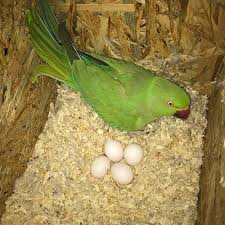 lovebird parrot eggs affable birds