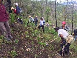 Participa la UNAM en reforestación en Mixteca