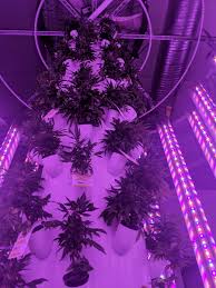 Violet Gro Led Grow Lights Partners With Hyperponic On Their