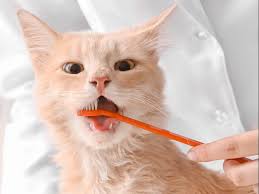 the importance of feline dental health