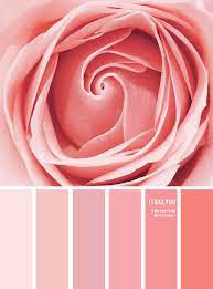 Color Inspiration Rose Pink Tones I