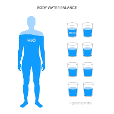 human body composition infographic