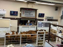 for dmd research cattle auctions