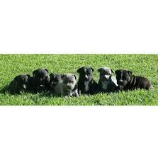 The staffordshire bull terrier is a muscular dog, very strong for its size. Registered Staffordshire Bull Terrier Dog Breeders In Northern Territory Nt Australia