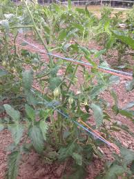 growing vegetables tomatoes fact