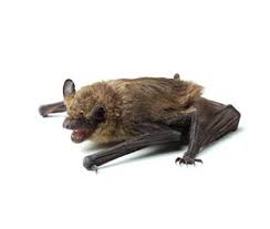 what bat species can be found in the uk