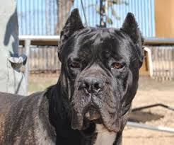 This beautiful cane corso puppy has a very good personality. Best Cane Corso Breeders In Texas 2021 We Love Doodles