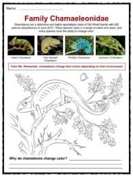 Lizard Facts Worksheets Habitat Species Information For Kids