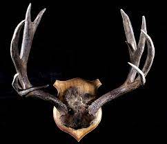 montana trophy deer antler wall mount