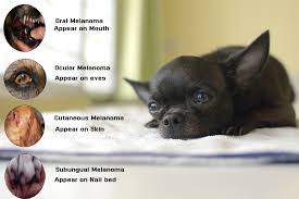 what is melanoma in dogs and how to