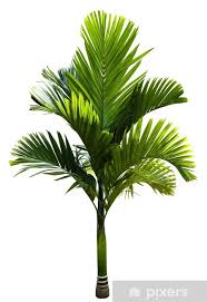 green macarthur palm tree sticker