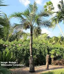 74 Types Of Palm Trees With