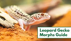 35 Awesome Leopard Gecko Morphs With Pictures The