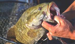 Lake Eries Summertime Smallmouth Bass