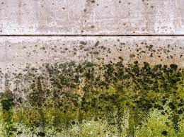 how do i deal with mold on outside walls