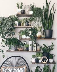 wooden shelves house plant wall