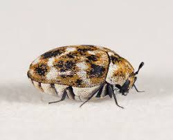 carpet beetles are on the move