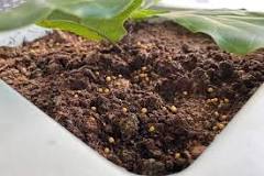 What are little yellow balls in soil?