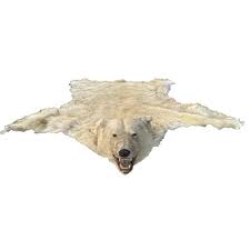 polar bear skin ursus maritimus