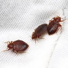 are you sure your business has bed bugs