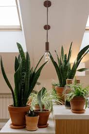 11 Large Indoor Plants That Thrive In