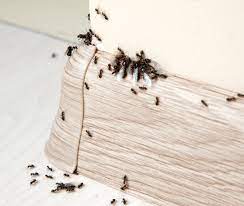 what attracts ants to your home