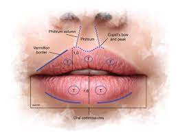 lips and the peri area anatomical