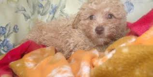 Bichon poodle puppies for salepoochondog breedersiowa. Bich Poo Puppy For Sale Adoption Rescue For Sale In Paterson New Jersey Classified Americanlisted Com