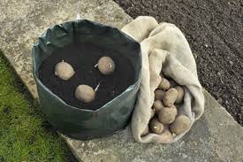 A potato box is one of many methods for growing potatoes above ground when a garden has poor or compacted soil. How To Grow Potatoes In Containers Diy